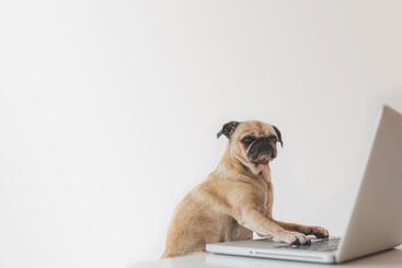 Pug on Computer
